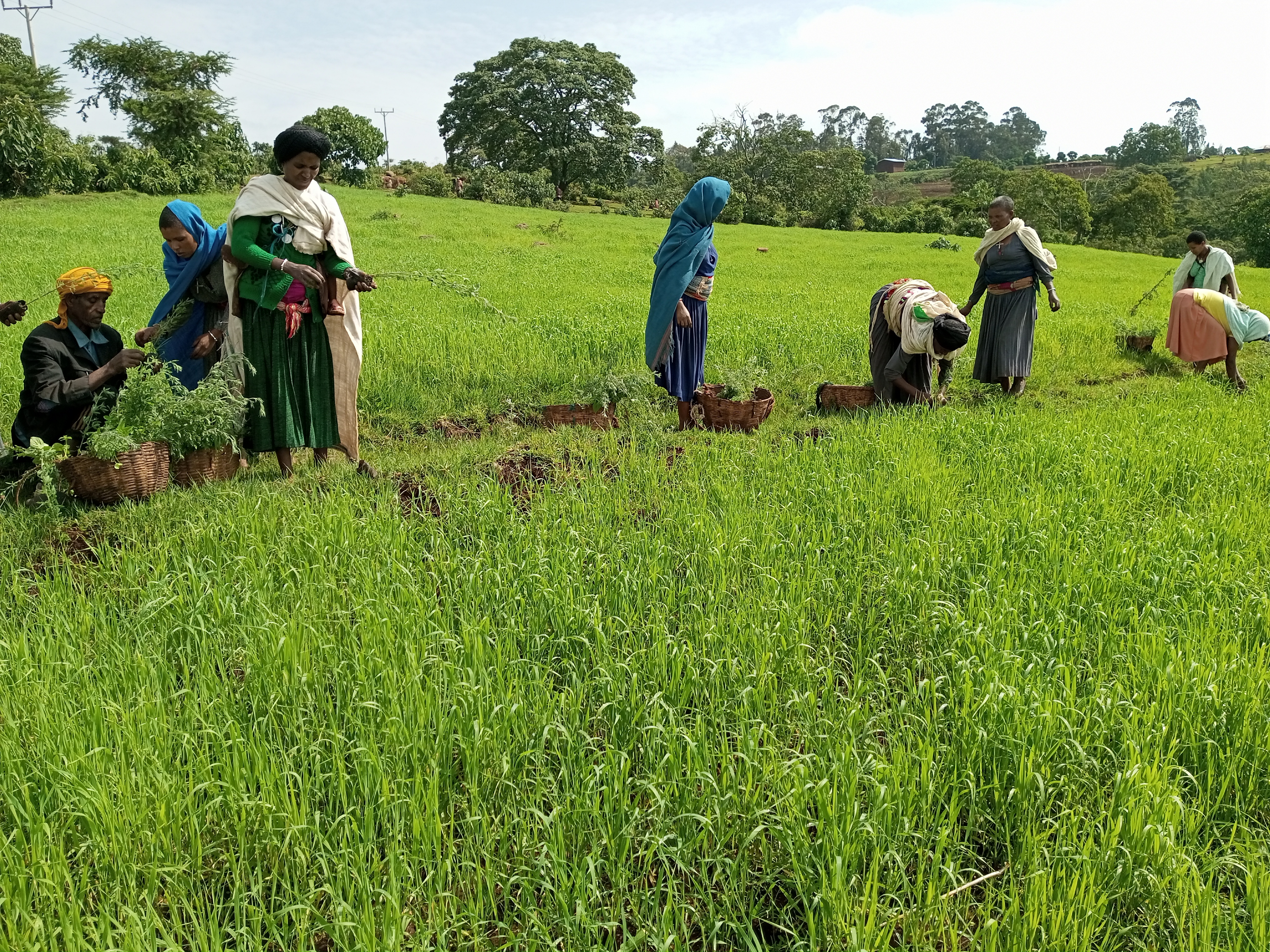 Improved Animal forage development and utilization in Burie zurea and Bibuegn woreda SCASI project area